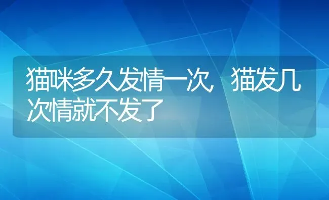 猫咪多久发情一次,猫发几次情就不发了 | 宠物百科知识