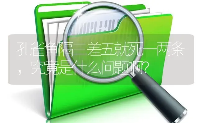 什么品种的罗汉鱼最贵？成体要多少钱？ | 鱼类宠物饲养
