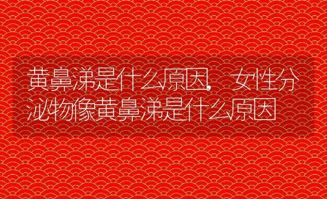 黄鼻涕是什么原因,女性分泌物像黄鼻涕是什么原因 | 宠物百科知识