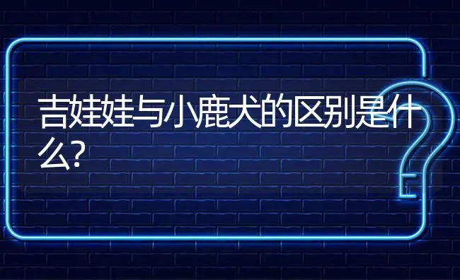 吉娃娃与小鹿犬的区别是什么？ | 动物养殖问答