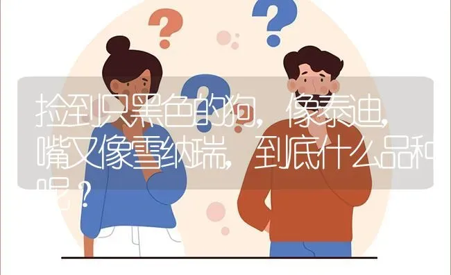 捡到只黑色的狗，像泰迪，嘴又像雪纳瑞，到底什么品种呢？ | 动物养殖问答