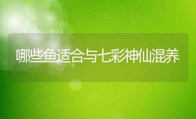 哪些鱼适合与七彩神仙混养 | 动物养殖饲料