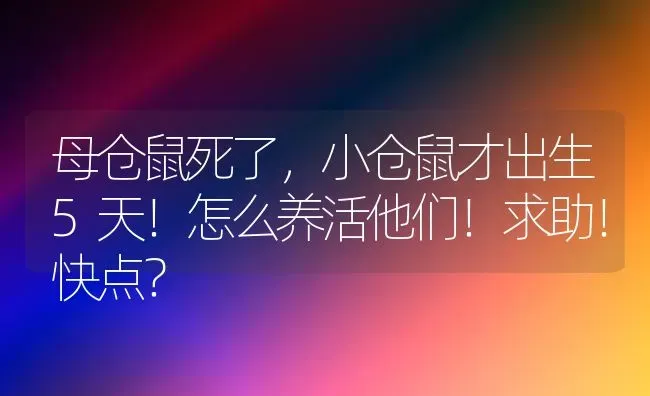 母仓鼠死了，小仓鼠才出生5天！怎么养活他们！求助！快点？ | 动物养殖问答