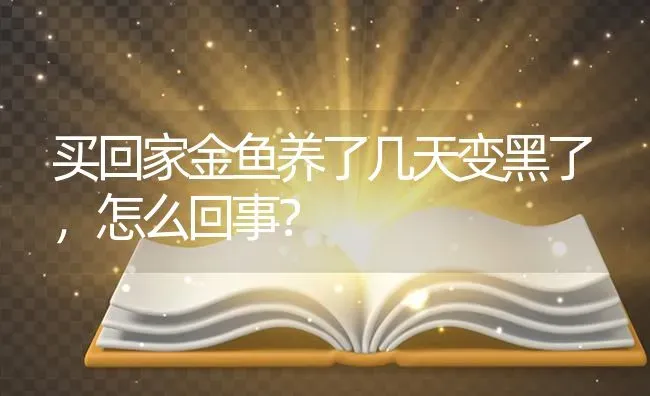 买回家金鱼养了几天变黑了，怎么回事？ | 鱼类宠物饲养