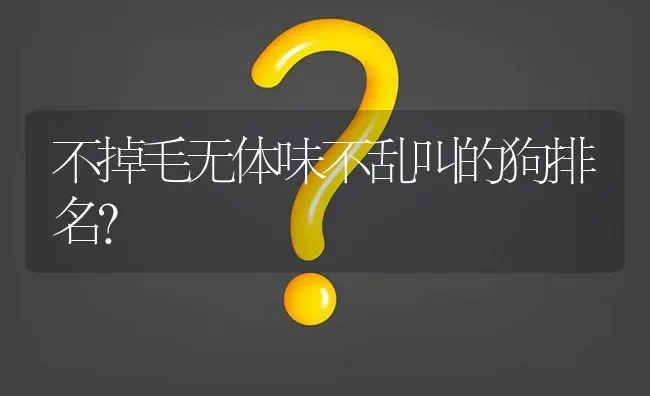 不掉毛无体味不乱叫的狗排名？ | 动物养殖问答