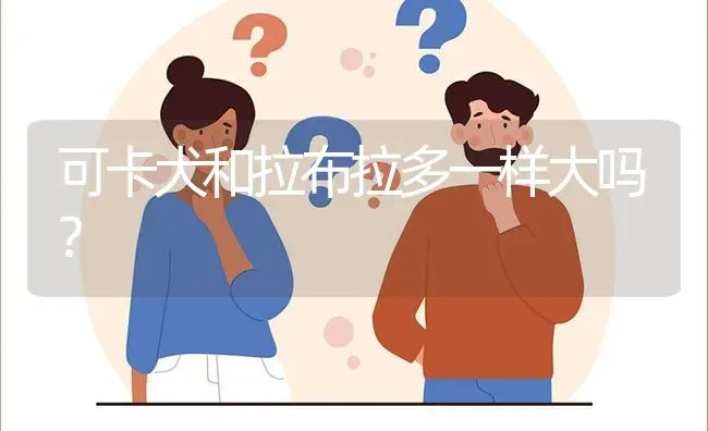 可卡犬和拉布拉多一样大吗？ | 动物养殖问答