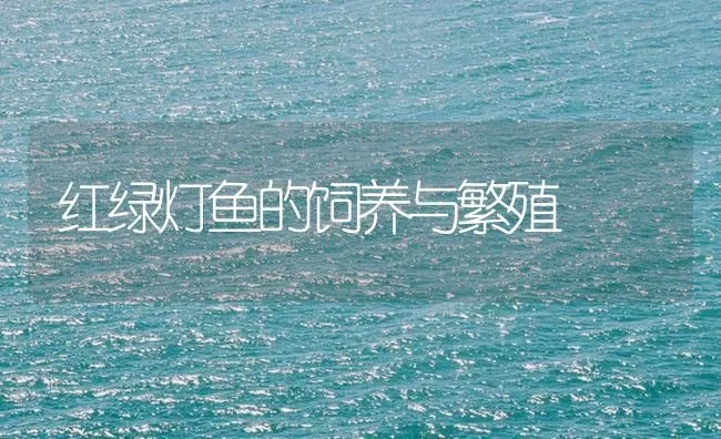 红绿灯鱼的饲养与繁殖 | 海水养殖技术