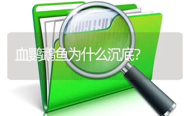 血鹦鹉鱼为什么沉底？ | 鱼类宠物饲养