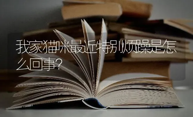 我家猫咪最近特别烦躁是怎么回事？ | 动物养殖问答