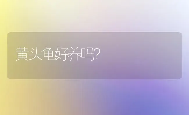 黄头龟好养吗？ | 动物养殖问答