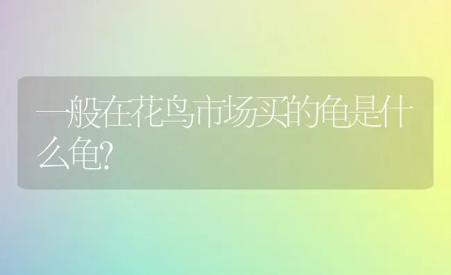 一般在花鸟市场买的龟是什么龟？ | 动物养殖问答