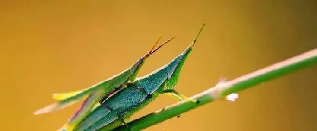 养殖蚂蚱的市场可行性分析