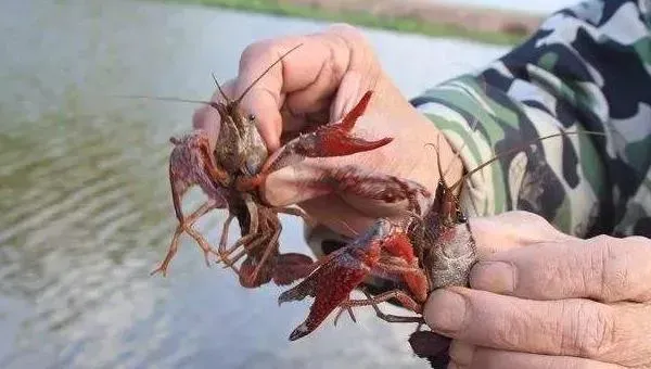 养小龙虾的投食方法