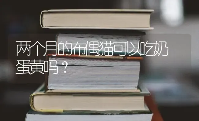 两个月的布偶猫可以吃奶 蛋黄吗？ | 动物养殖问答