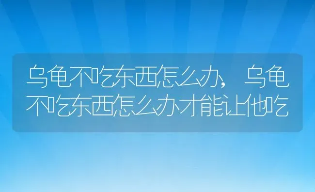 乌龟不吃东西怎么办,乌龟不吃东西怎么办才能让他吃 | 宠物百科知识