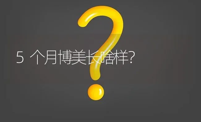 5个月博美长啥样？ | 动物养殖问答