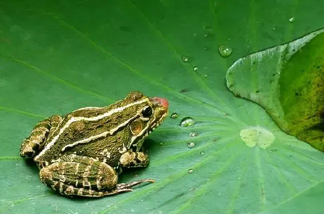 成蛙的饲养管理