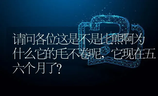 请问各位这是不是比熊啊为什么它的毛不卷呢，它现在五六个月了？ | 动物养殖问答