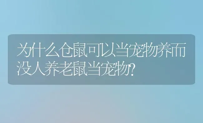 为什么仓鼠可以当宠物养而没人养老鼠当宠物？ | 动物养殖问答