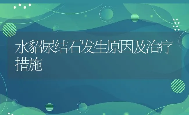 水貂尿结石发生原因及治疗措施 | 水产养殖知识