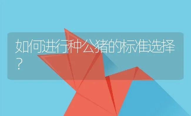 如何进行种公猪的标准选择？ | 动物养殖学堂