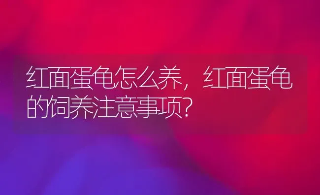 想买一只孟买猫，但是，怎么那么贵啊，啊啊啊？ | 动物养殖问答