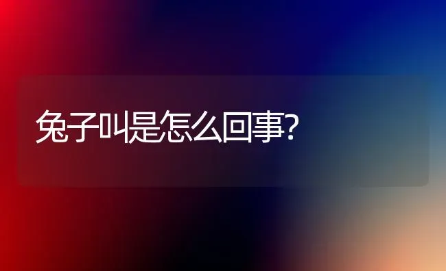 兔子叫是怎么回事？ | 动物养殖问答