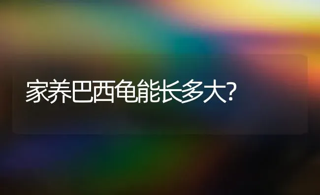 家养巴西龟能长多大？ | 动物养殖问答