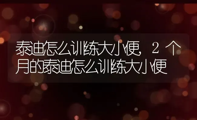 泰迪怎么训练大小便,2个月的泰迪怎么训练大小便 | 宠物百科知识