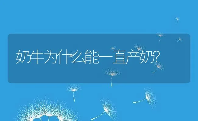 奶牛为什么能一直产奶？ | 动物养殖百科