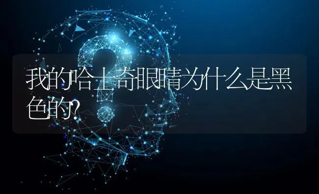 我的哈士奇眼睛为什么是黑色的？ | 动物养殖问答