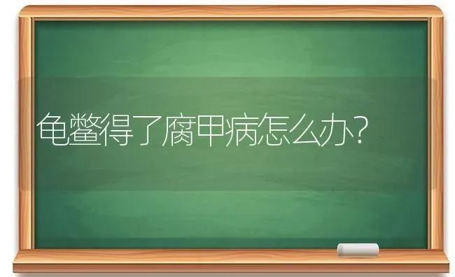 龟鳖得了腐甲病怎么办？ | 动物养殖问答