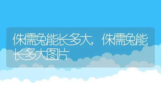 侏儒兔能长多大,侏儒兔能长多大图片 | 宠物百科知识