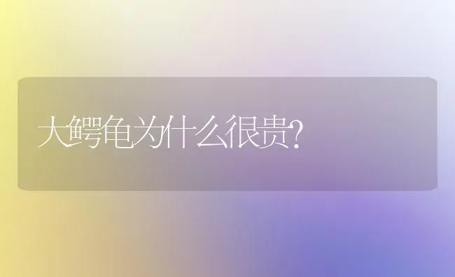 大鳄龟为什么很贵？ | 动物养殖问答