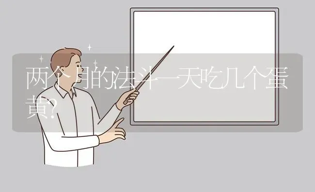 两个月的法斗一天吃几个蛋黄？ | 动物养殖问答