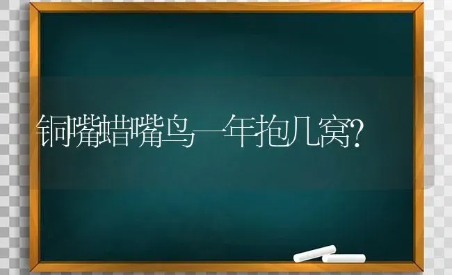 铜嘴蜡嘴鸟一年抱几窝？ | 动物养殖问答