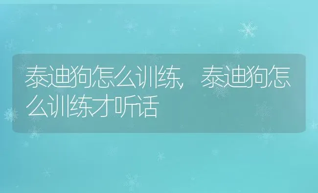 泰迪狗怎么训练,泰迪狗怎么训练才听话 | 宠物百科知识