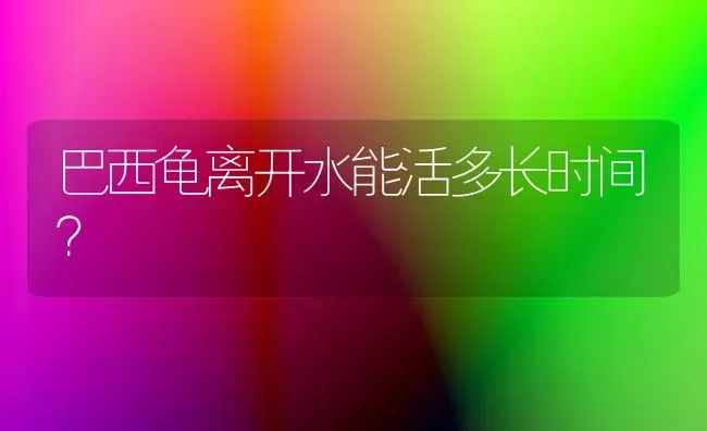 三个字全身白的宠物狗？ | 动物养殖问答