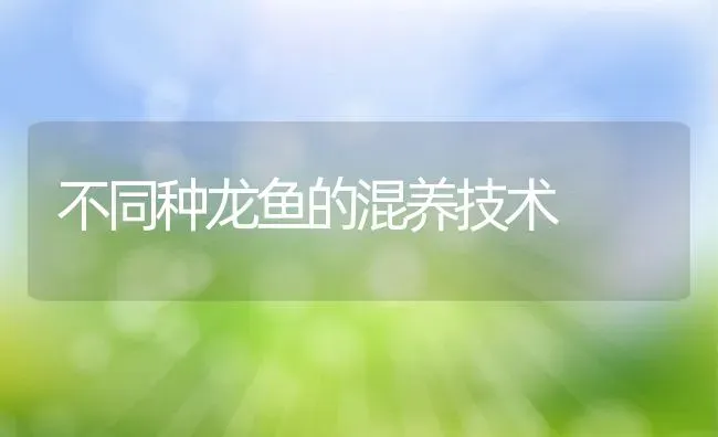 不同种龙鱼的混养技术 | 动物养殖教程