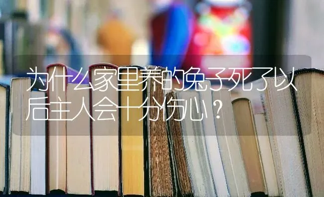 为什么家里养的兔子死了以后主人会十分伤心？ | 动物养殖问答