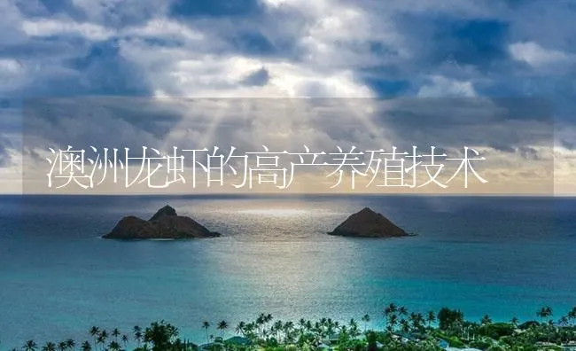 澳洲龙虾的高产养殖技术 | 海水养殖技术