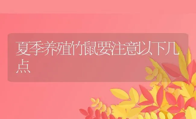 夏季养殖竹鼠要注意以下几点 | 动物养殖教程