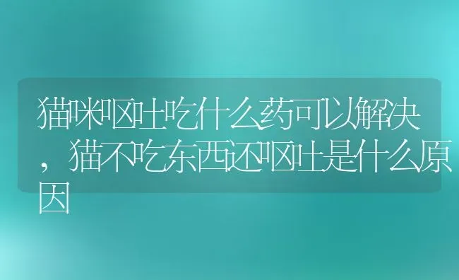 猫咪呕吐吃什么药可以解决,猫不吃东西还呕吐是什么原因 | 宠物百科知识