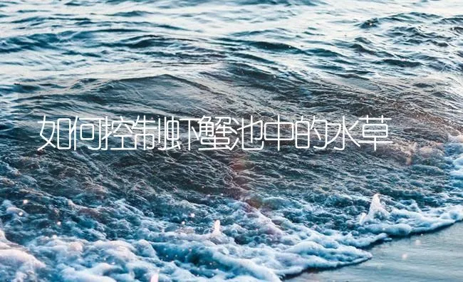 如何控制虾蟹池中的水草 | 海水养殖技术