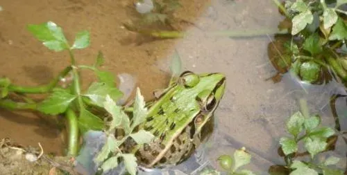 野生青蛙多少钱一斤