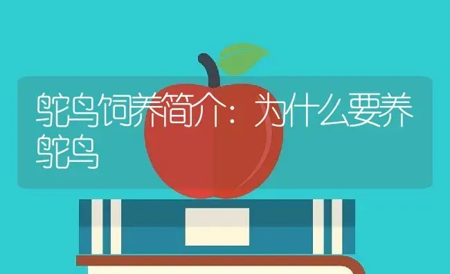 鸵鸟饲养简介：为什么要养鸵鸟 | 动物养殖百科