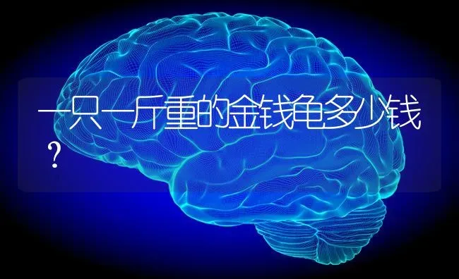 一只一斤重的金钱龟多少钱？ | 动物养殖问答