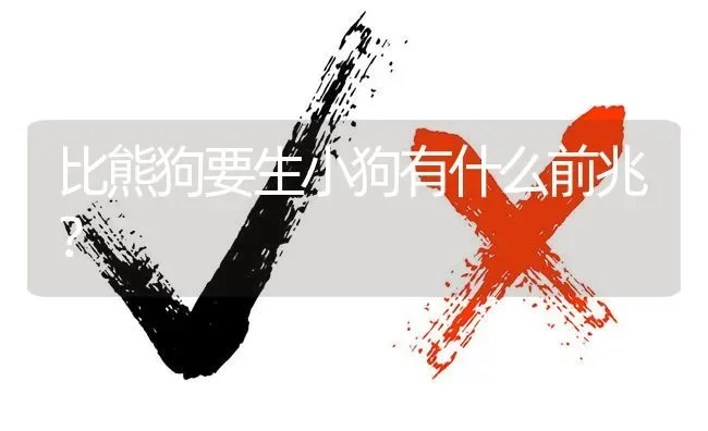 比熊狗要生小狗有什么前兆？ | 动物养殖问答