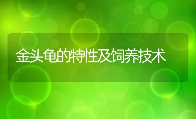 金头龟的特性及饲养技术 | 动物养殖百科