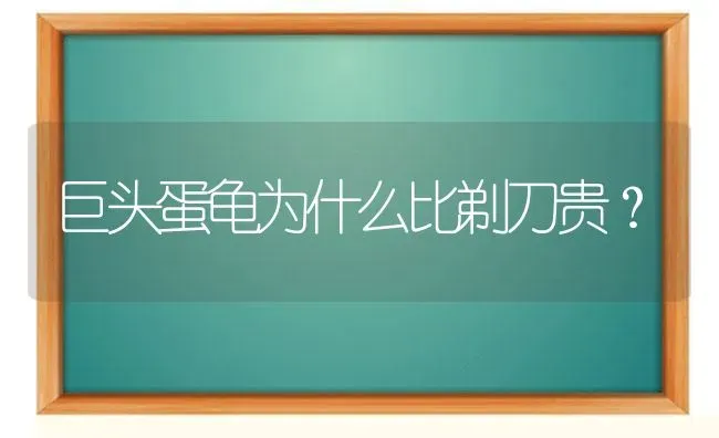 巨头蛋龟为什么比剃刀贵？ | 动物养殖问答